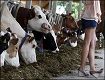 LesbianCow